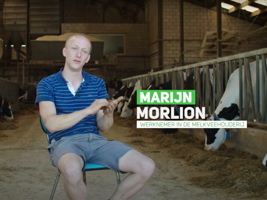 Marijn is één van de werknemers op een melkveebedrijf die wat toelichting geeft over zijn job.
