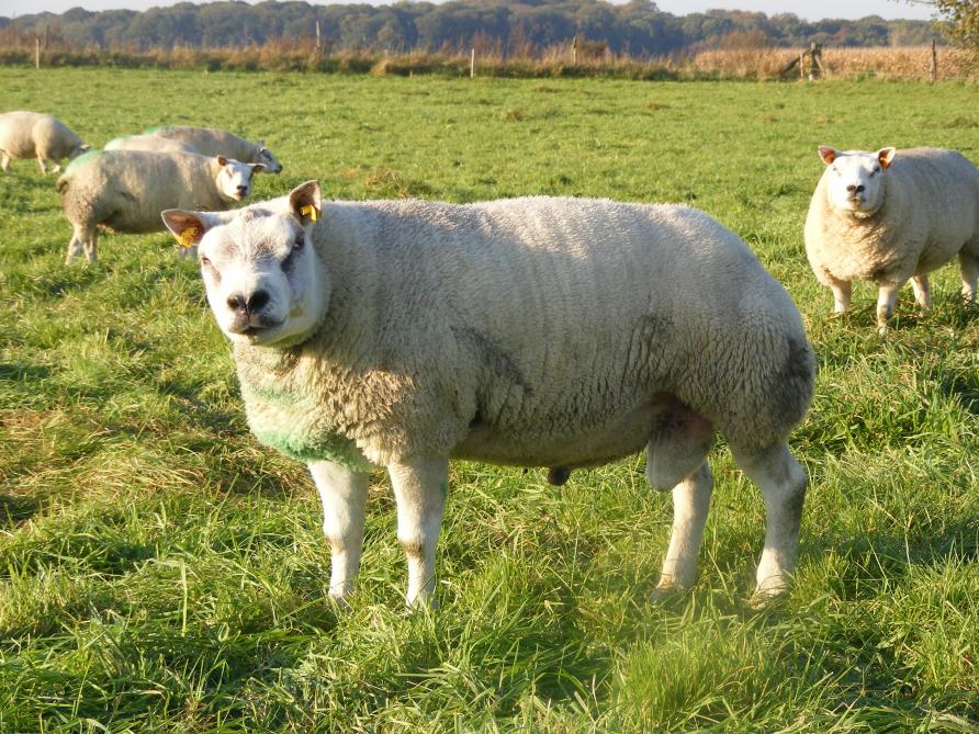 Verder De lucht baan De start van het dekseizoen is het begin van een optimaal bedrijfsresultaat  - Landbouwleven