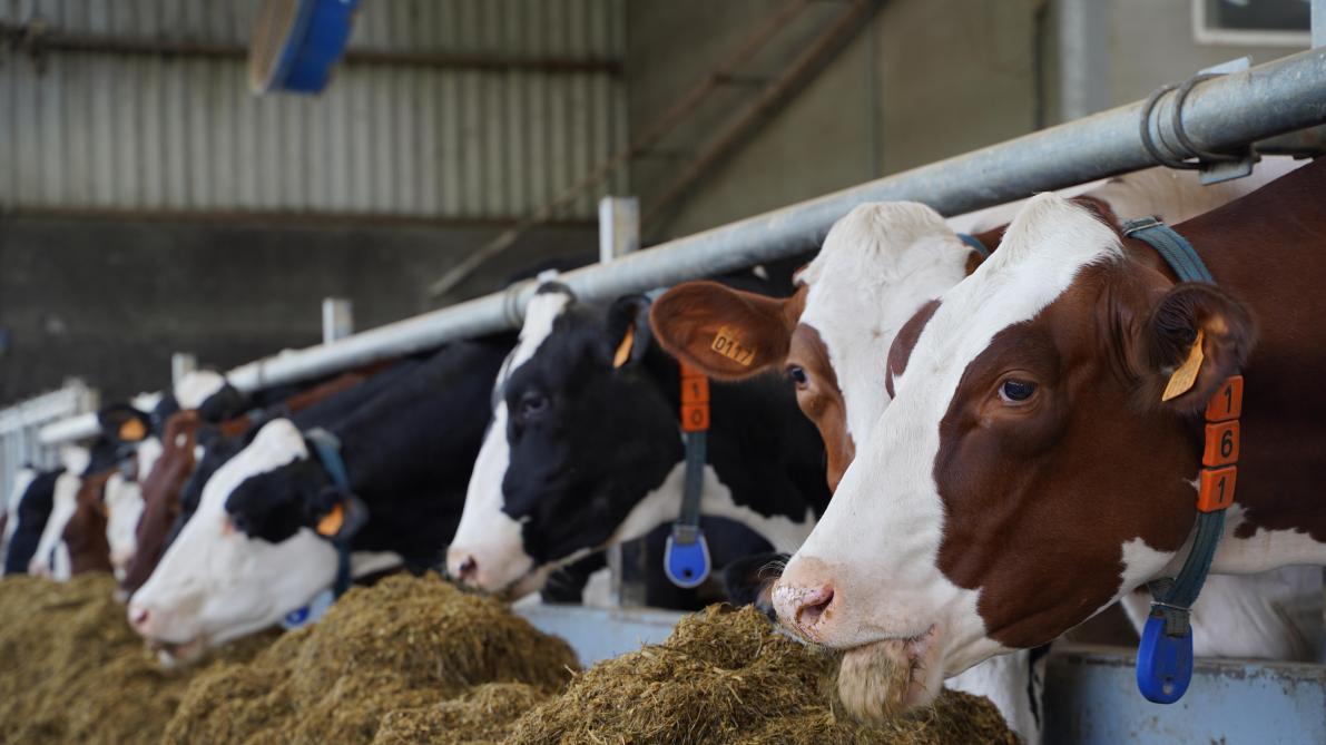 Vlaamse melkkoeien realiseren record-levensproductie