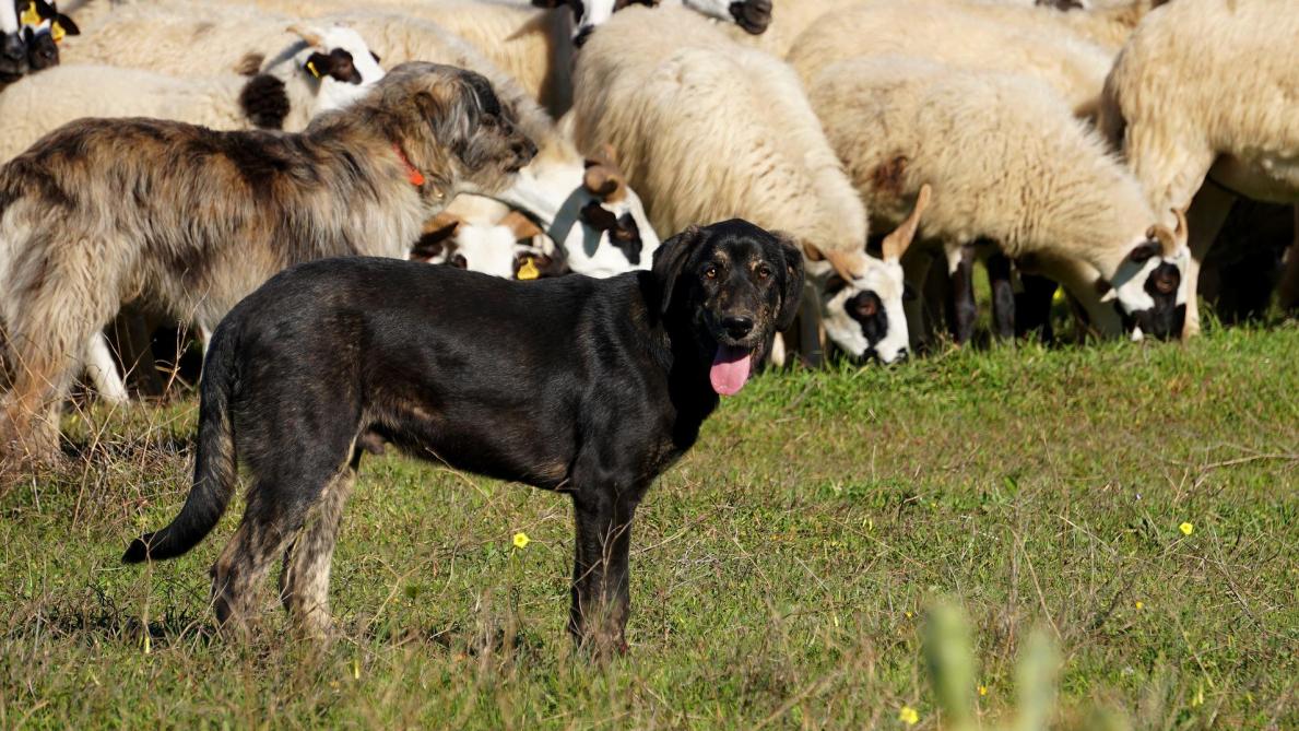 In heel wat landen in Europa worden honden ingezet voor de bewaking van kuddes.