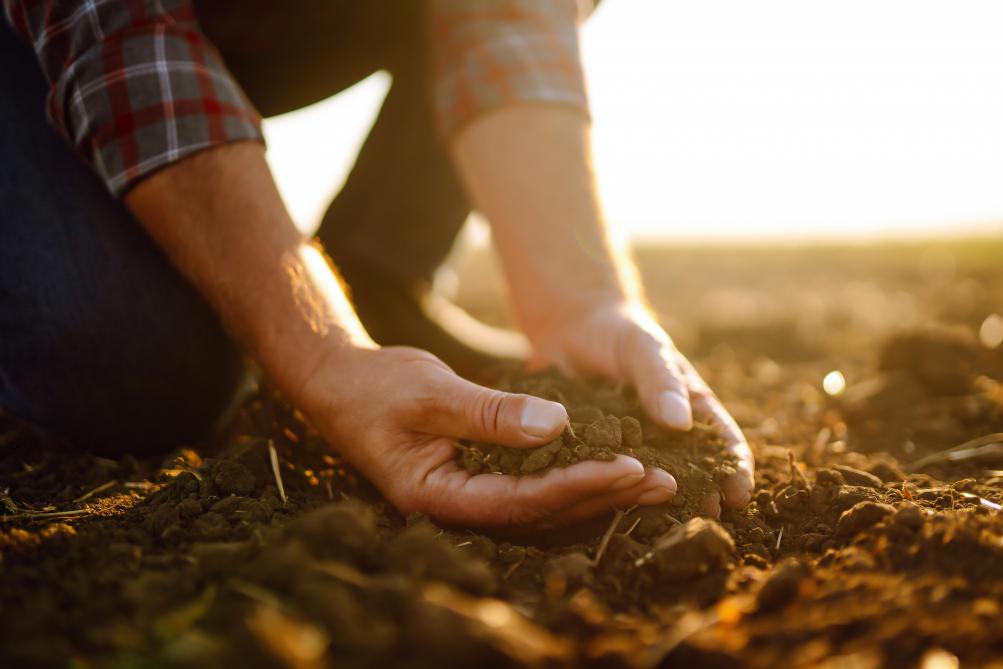 Een gezonde bodem is het fundament onder een duurzaam voedselsysteem.