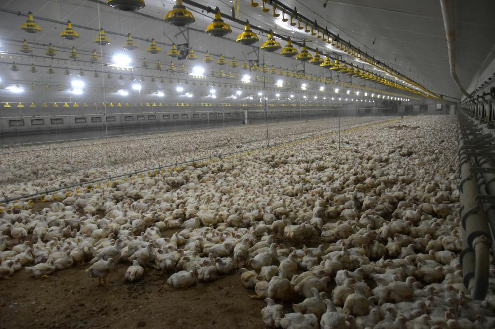 Franse kwekers zullen hun pluimvee moeten opsluiten omdat het risico voor vogelgriep ‘hoog’ is.