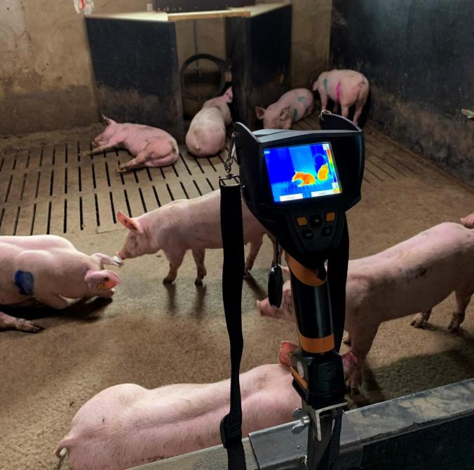 Meting van de huidtemperatuur van vleesvarkens met behulp van een infraroodcamera op een statief.