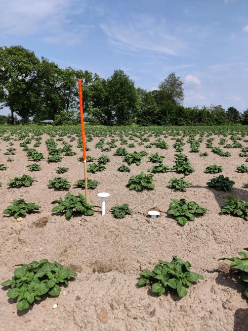 De sensoren zullen in de vervolgstudie niet op dezelfde velden staan, maar er zal wel weer gefocust worden op de aardappelteelt.
