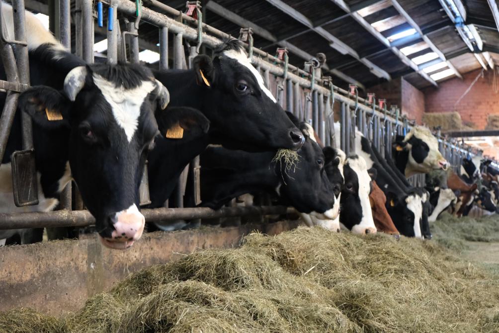 Het verschil in voerefficiëntie per koe is groot. Zo heeft de ene koe dubbel zoveel voer nodig dan de andere om dezelfde hoeveelheid melk te produceren.