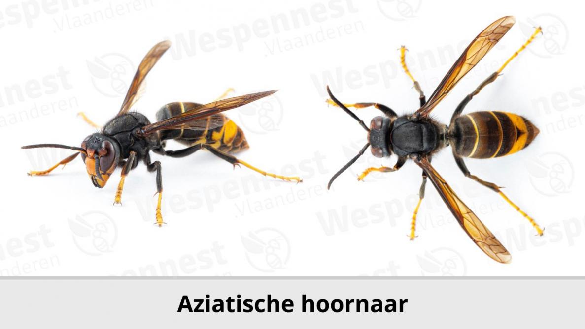De Aziatische Hoornaar vormt een risico voor de imkerij en onze biodiversiteit.