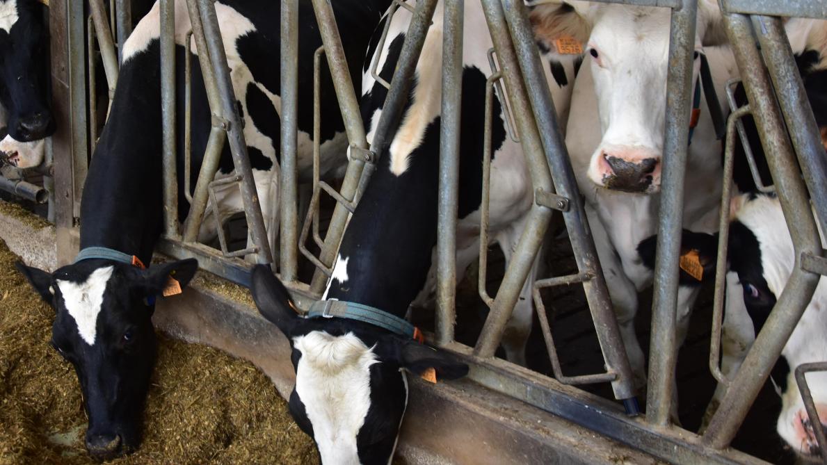 Milcobel streeft naar de uitbetaling van een bovengemilddelde melkprijs in 2022.