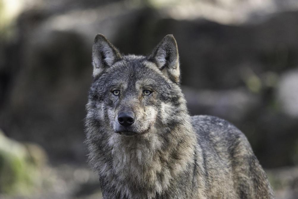 Wie toch schade zou ondervinden door de wolf, kan naar de dienst Natuurinspectie van het ANB.