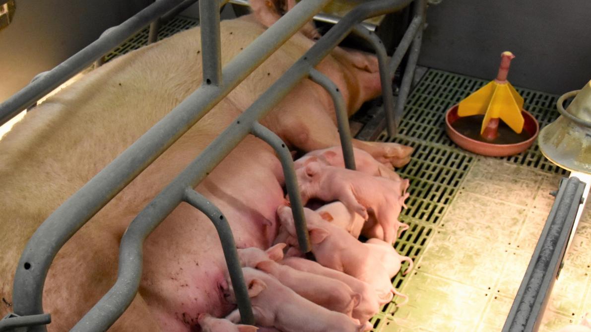 Ook in varkensbedrijven worden bij controles alsmaar minder overtredingen tegen dierenwelzijn vastgesteld.