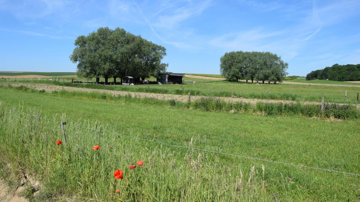 Biodiversiteit is belangrijker op regionaal dan op lokaal niveau