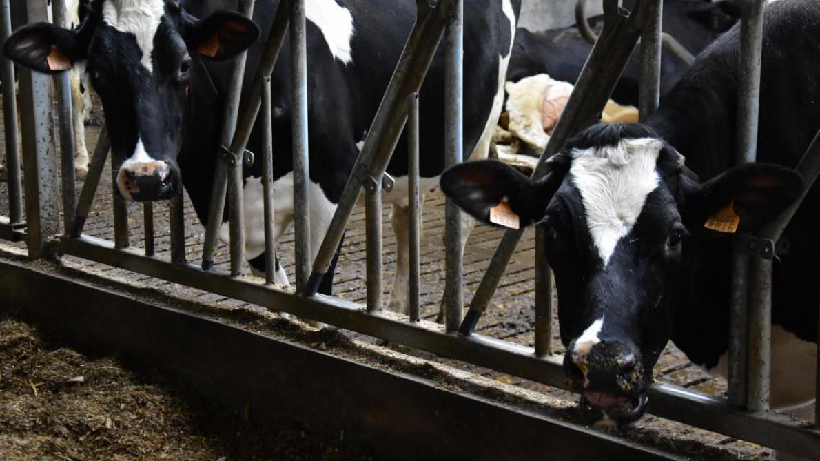 In Europa stijgen de melkprijzen af boerderij tot recordhoogte voor deze tijd van het jaar.