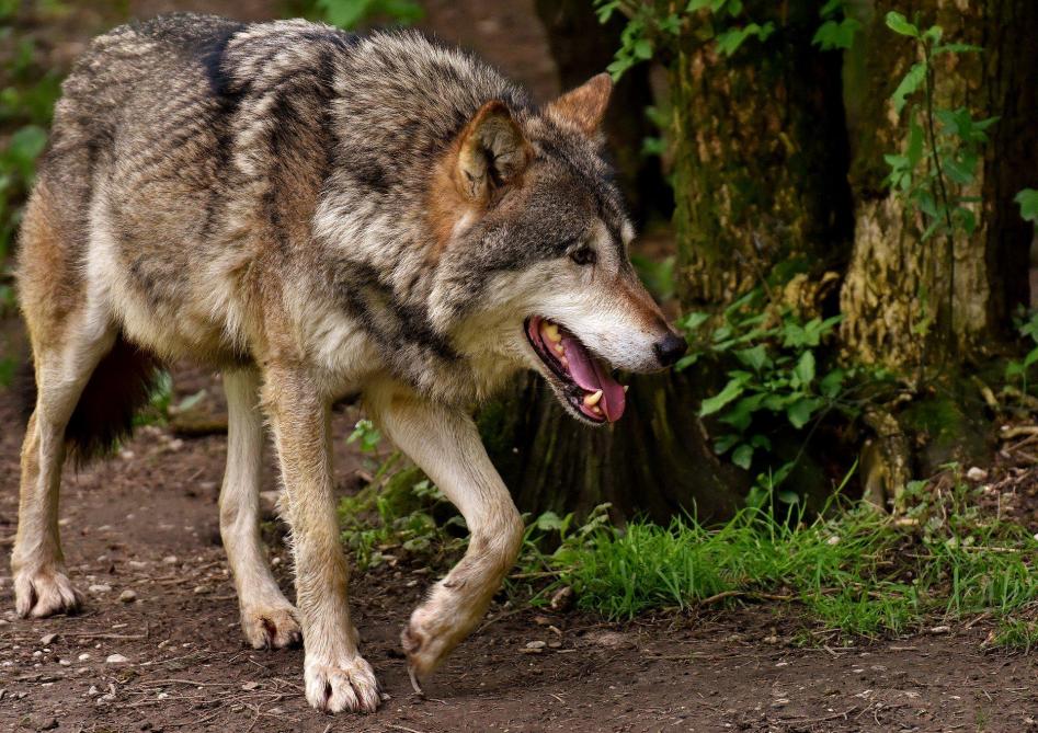 Volgens Welkom Wolf gaat het meer dan waarschijnlijk om het dier dat vorige week werd gefilmd in de Nederlandse provincie Noord-Brabant.
