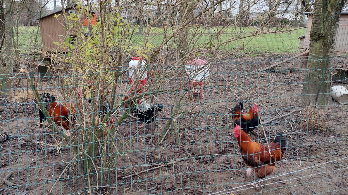 Europa maakt momenteel de ergste vogelgriepuitbraak ooit mee, zegt een Duits overheidsonderzoeksinstituut.