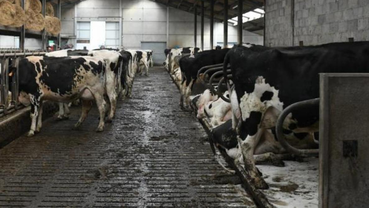 In Vlaanderen zijn ruim voldoende nutriëntenemissierechten (NER’s) beschikbaar. Die bepalen hoeveel dieren de landbouwers kunnen houden. Uit het Mestrapport blijkt dat 21% van de beschikbare NER’s in 2020 niet wordt ingevuld.