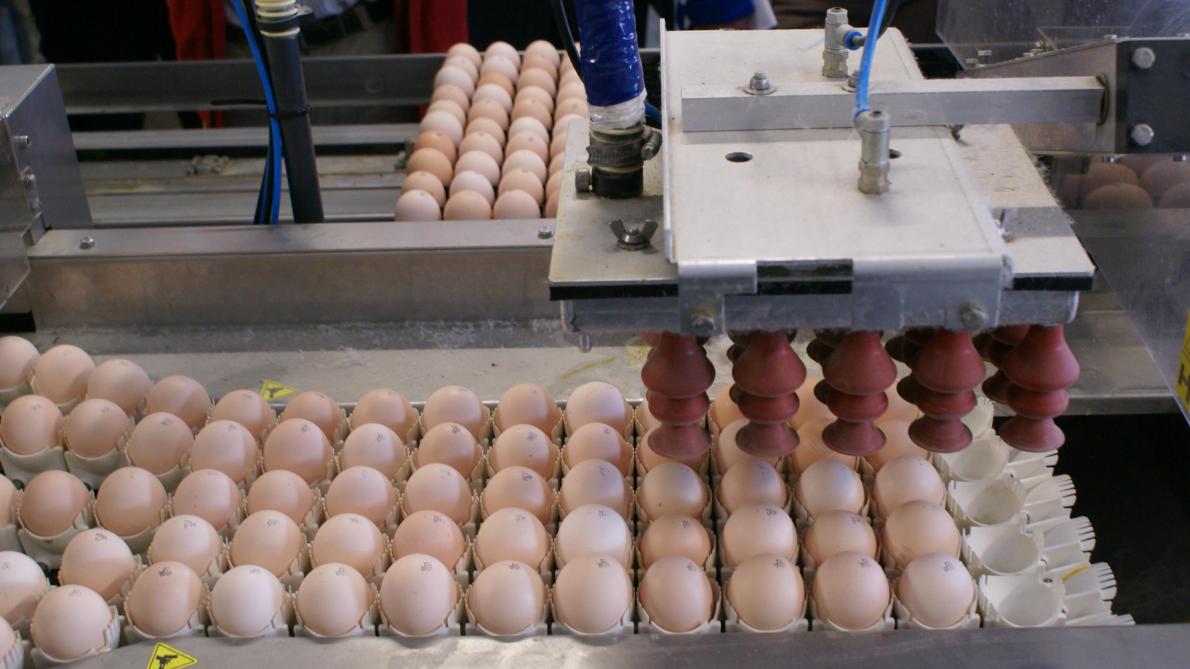 De Vlaamse Regering heeft haar eerste goedkeuring gegeven aan een wetgevend initiatief over de controle van consumptie-eieren in Vlaanderen.