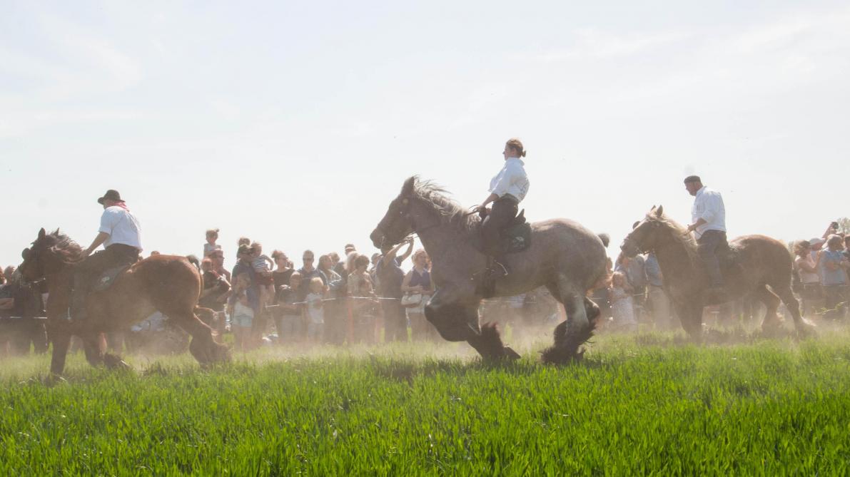 De stad Tienen wil Paardenprocessie laten erkennen als erfgoed.