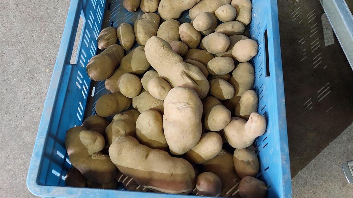 Er is een initiatief van het World Potato Congress om elk jaar op 30 mei de Internationale Aardappeldag te vieren.