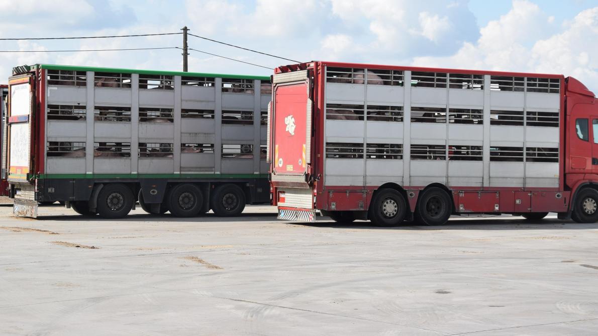Bij het dierenvervoer zijn de lange wachttijden aan de Europese buitengrenzen en de export naar derde landen vaak problematisch.