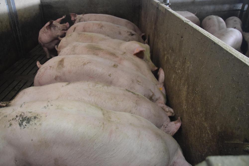 Erkenning crisis in varkenssector wordt verlengd
