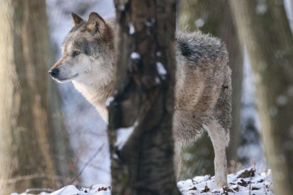 Kostenplaatje voor samenleven met de wolf opgelopen tot 212.000 euro