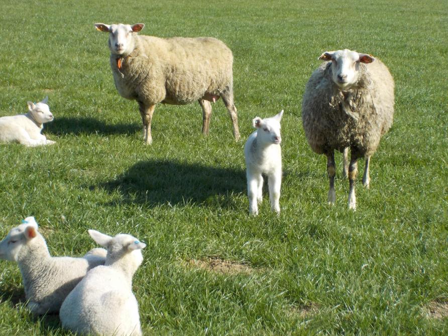 De praktijkdagen schapenhouderij worden binnenkort georganiseerd in schoolhoeve  Axelwalle te Oudenaarde en in de Hooibeekhoeve te Geel
