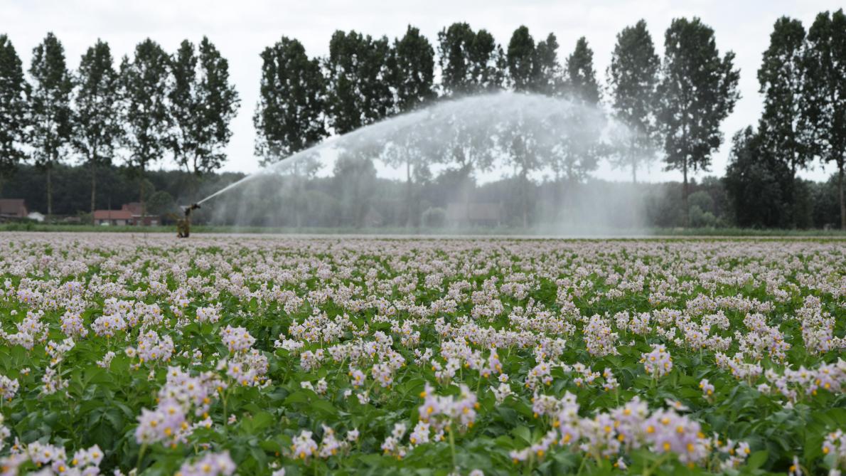 Uit onderzoek blijkt dat irrigatie bijdraagt tot een betere stikstofopname en tot een  meeropbrengst van het gewas.