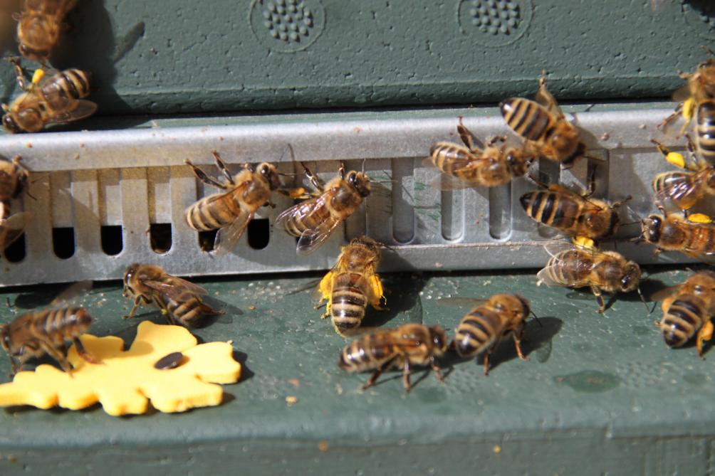 De opdracht van vandaag is niet enkel te focussen op bijenvolken met een stevige honingproductie, maar evenzeer met een hoge varroaresistentie.