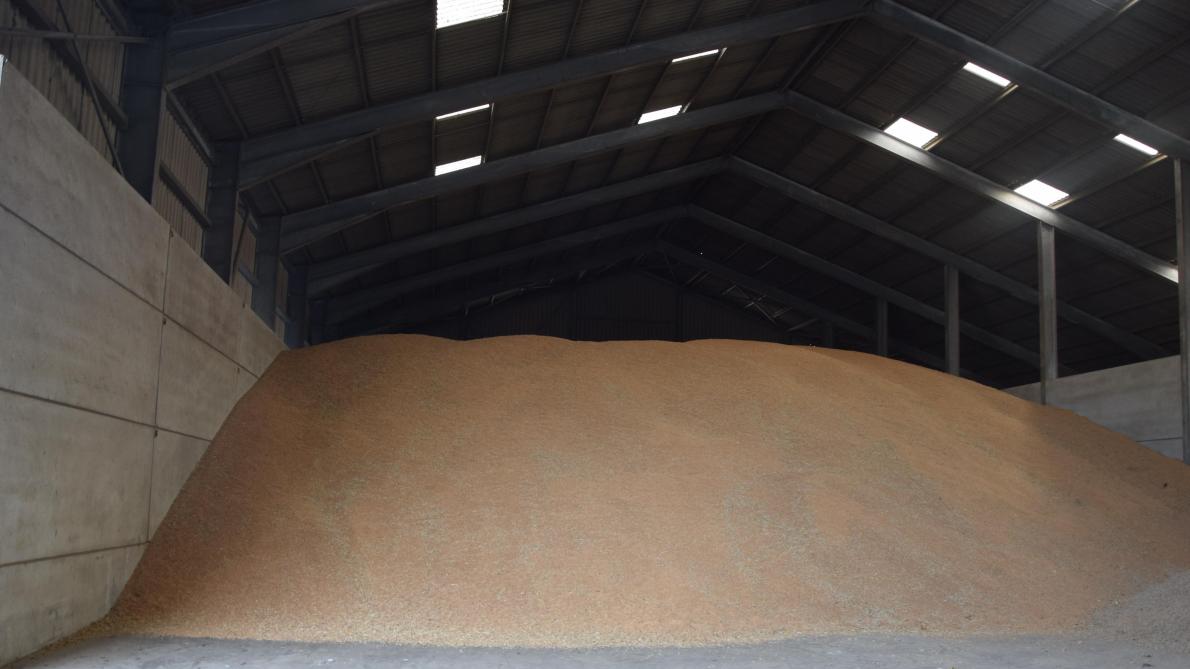 India wil zich profileren als permanente wereldspeler op vlak van de export van tarwe.