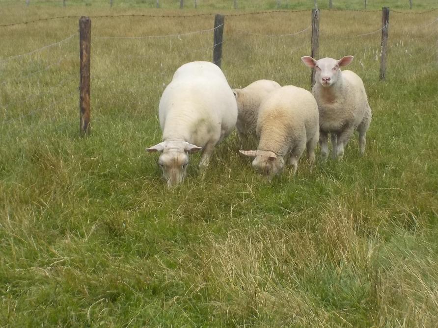 Deze schapen grazen op een weide met minder onderhouden gras, dat daardoor een veel lagere voederwaarde heeft. Als men het teveel aan gras niet maait, dan zullen de dieren in de zomer en nazomer veel droge sprieten te verorberen krijgen.