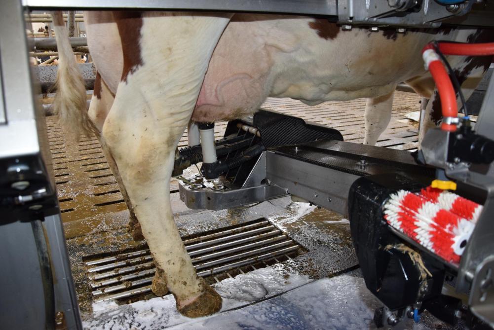 Waarschijnlijk gemotiveerd door de aantrekkende melkprijzen melkte men in februari in de 27 EU-landen 0,5% meer.