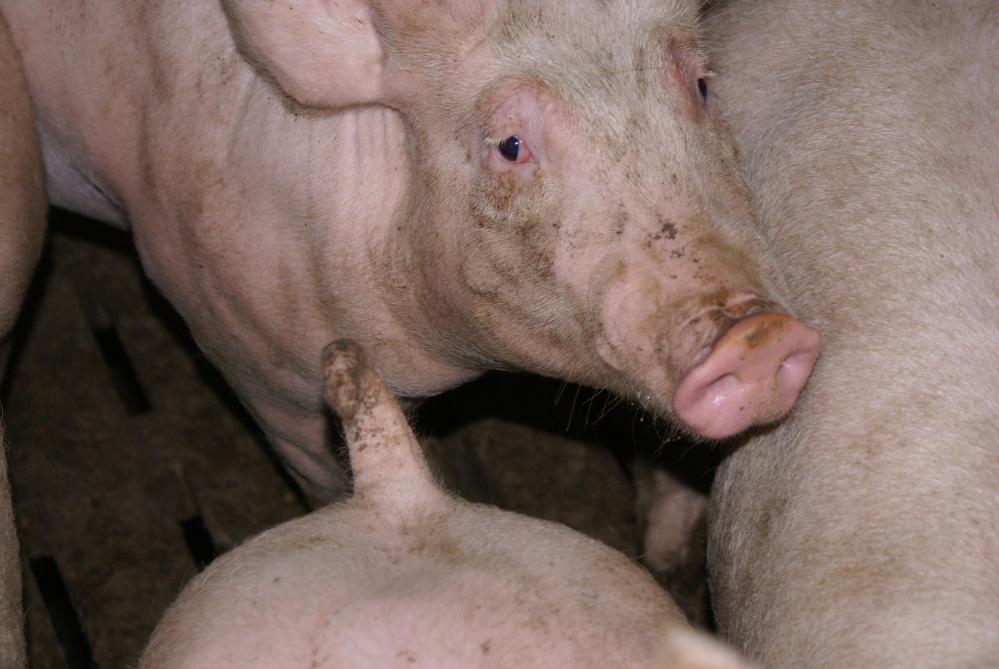 De paters van Averbode lieten gespreid over een volledig jaar ongeveer 16 varkens slachten. Het vlees aten ze zelf op