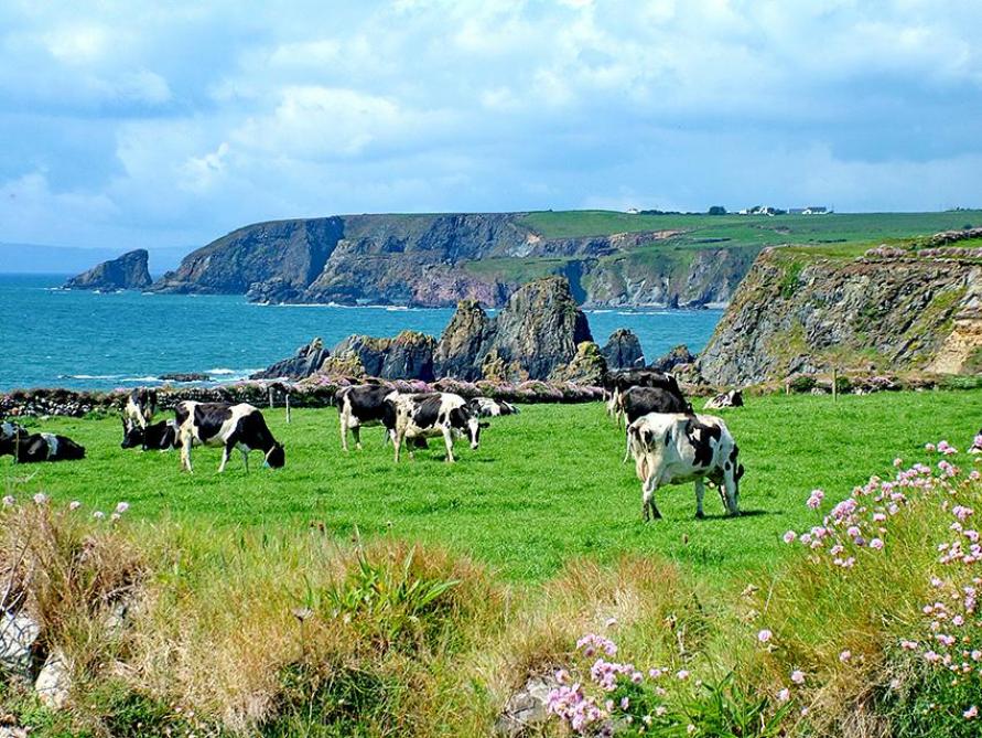 De beschikbaarheid van voorjaarsgras op de weides en de hoge kunstmestprijzen zijn zeker oorzaak van het meer afvoeren van melkkoeien in Ierland.
