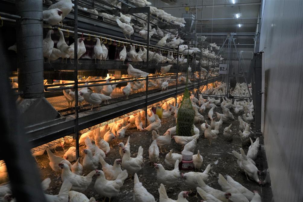 In een volière vertonen de kippen meer diergedrag, maar de ammoniakuitstoot is er hoger dan in een verrijkte kooi.