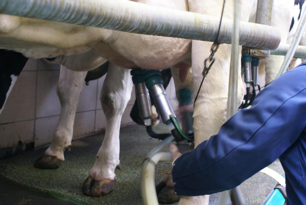 In 2020 was de opvolging op land- en tuinbouwbedrijven met een bedrijfshoofd ouder dan 50 jaar het vaakst gegarandeerd op bedrijven gespecialiseerd in melkproductie.