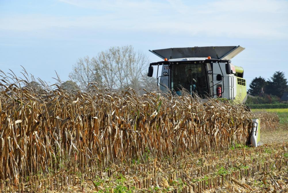 Vlaanderen produceert steeds minder maïs en tarwe.