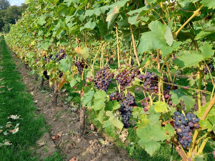 Het aantal wijnboeren en het areaal namen vorig jaar toe, maar de productie nam af.
