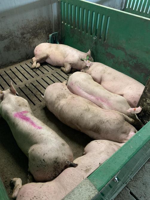 Maximale hokbezetting (opzet op 0,8 m²/varken), waarbij varkens minder plaats hebben  om af te koelen via geleiding en straling.