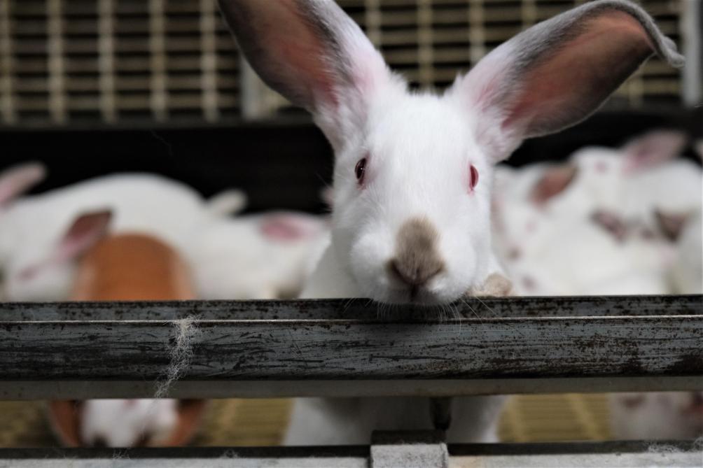87% van het volume aan konijnenvlees werd vorig jaar gekocht door 50-plussers.