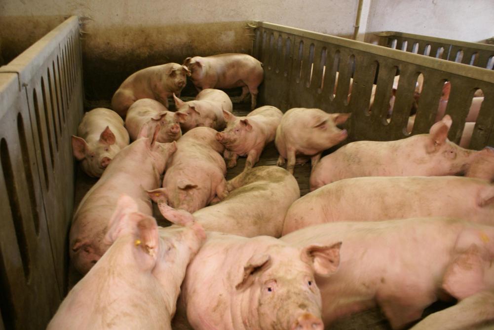Er wordt voor vleesvarkens een vergoeding voorzien van 154 euro per ingevulde dierplaats.