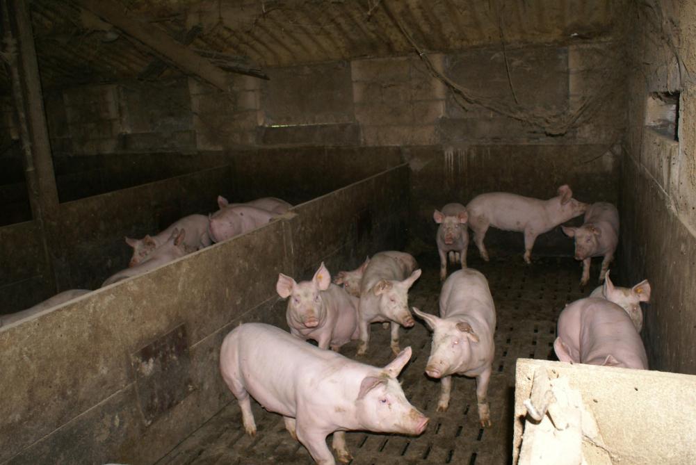 De varkenssector in Vlaanderen zit reeds geruime tijd in een diepe crisis omwille van verschillende redenen.