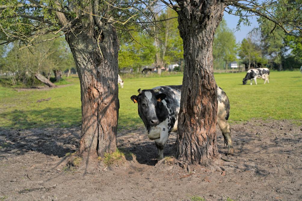 In tijden van hitte en verdroging zorgen bomen in de weide voor schaduw en verkoeling voor het vee.