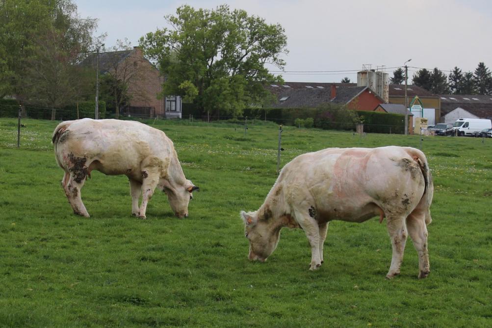 De Britse regering verkent hoe ze met veevoeradditieven de methaanuitstoot kunnen terugdringen.