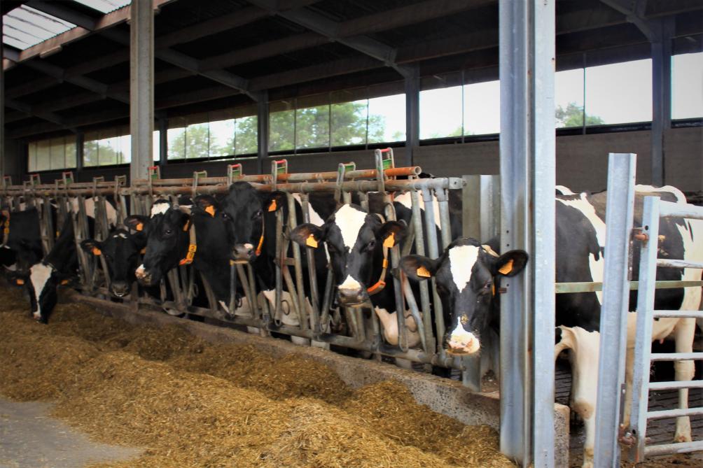ILVO zoekt 2 melkveehouders om tegen vergoeding lid te worden van een Vlaams-Nederlands onderzoeksteam.