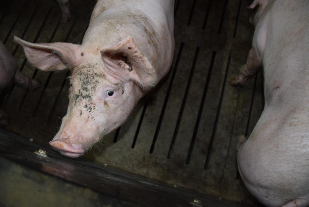 Miister Demir deed onder meer foutieve uitspraken over destructie van gezonde varkens.