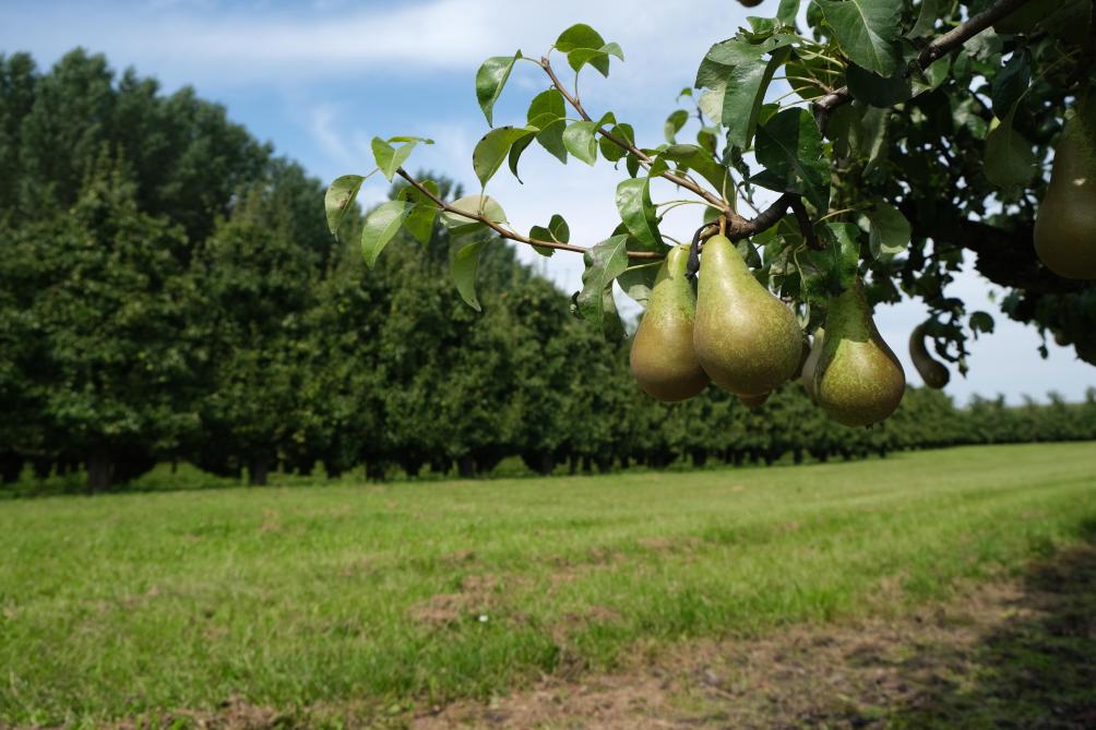 Dit jaar zal er in Europa een eerder normaal aanbod van appelen en een iets hoger aanbod van peren zijn. 2023 wordt evenwel een seizoen met de nodige uitdagingen.