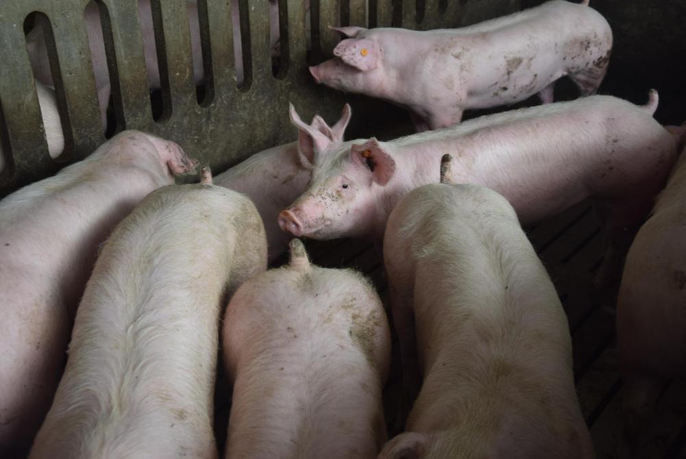 De organen van varkens kunnen mensenlevens redden.