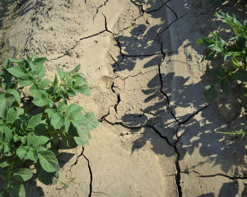 Crelan-klanten in de landbouw die lijden onder de droogte, kunnen 1 jaar kredietuitstel krijgen.