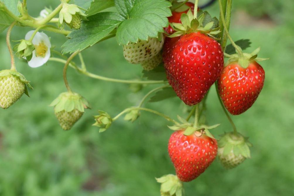 rit beweging geweer De lekkerste aardbeien kweek je zelf - Landbouwleven