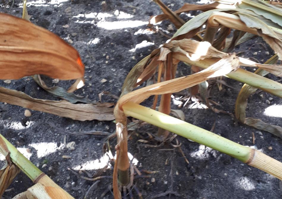 Knikken onderaan de stengelvoet als gevolg van fusarium