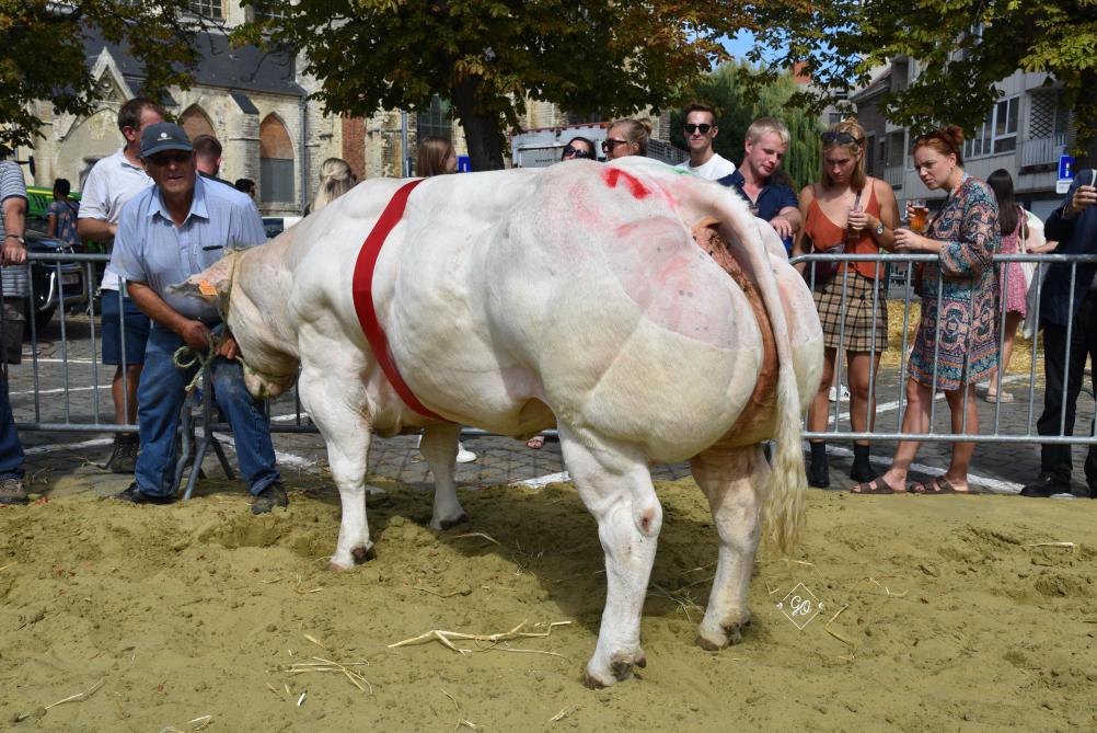 Odina vh Loobergenhof (Idéfix X Attribut), kampioenschap koeien vanaf 44 maanden, van Roger Sapion uit Kessel-Lo.